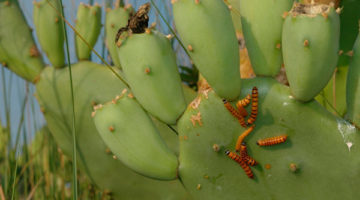 cactus moth